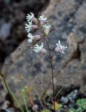 Silene paucifolia. Верхушка побега с соцветием. Красноярский край, Таймырский Долгано-Ненецкий р-н, плато Путорана, водопад Брат, каменистый берег реки. 24.07.2023.