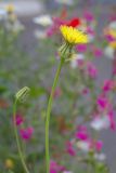 Urospermum picroides. Верхушка побега с соцветием. Израиль, г. Бат-ям, на обочине дороги. 16.03.2024.