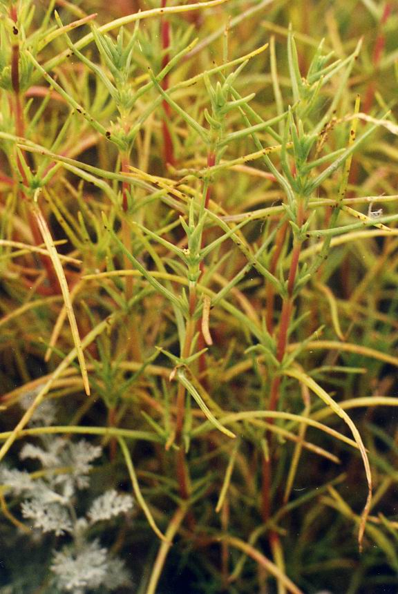 Image of Salsola soda specimen.