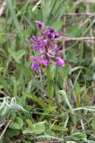 Anacamptis morio subspecies picta. Цветущее растение. Италия, Тоскана, область Сиена, природный заказник Lucciola Bella. 14.04.2011.