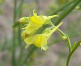 Linaria genistifolia