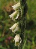 Spiranthes spiralis. Цветки. Нидерланды, провинция Zuid-Holland, остров Goeree-Overflakkee, окрестности населённого пункта Ouddorp, заказник Westduinen, луг на месте многолетнего выпаса. 16 августа 2008 г.