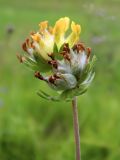 Anthyllis vulneraria разновидность schiwereckii. Отцветающие соцветия. Окрестности Смоленска, сухой луг на склоне холма. 06.07.2011.