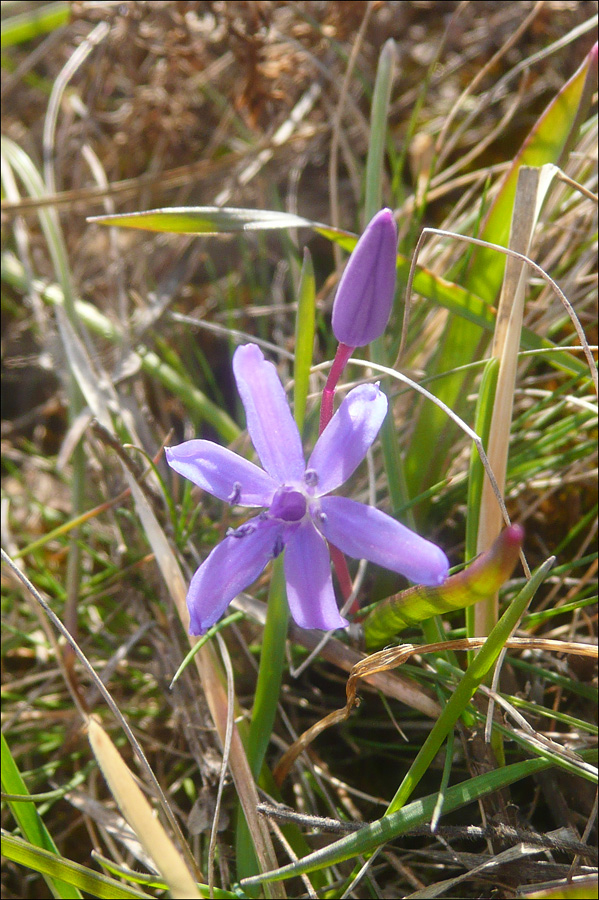 Изображение особи Scilla bifolia.