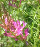 Astragalus varius