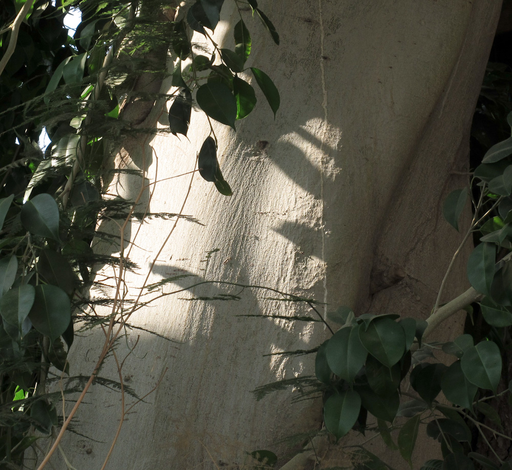 Image of Ficus benjamina var. nuda specimen.