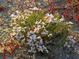 Limonium caspium. Цветущее растение. Крым, Арабатская стрелка. 19 июня 2009 г.