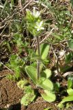 Cerastium glomeratum. Цветущее растение. Крым, Байдарская долина. 20 апреля 2009 г.