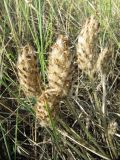 Astragalus lupulinus