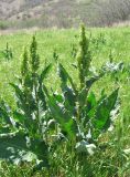 Rumex confertus. Цветущие растения. Крым, Карадагский заповедник, залежь. 4 мая 2013 г.