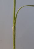 Carex hirta