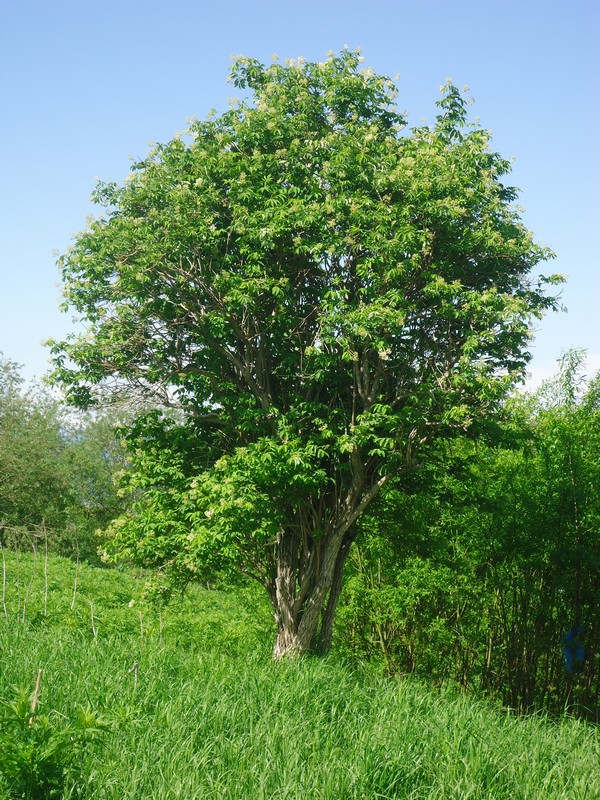 Изображение особи Sambucus kamtschatica.