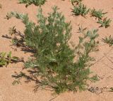 Artemisia marschalliana