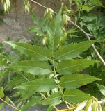 Fraxinus oxycarpa. Лист. Южный берег Крыма, дорога между Никитским ботаническим садом и парком \"Монтедор\". 22.05.2013.