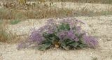 Limonium scoparium. Цветущее растение. Краснодарский край, Ейский п-ов, коса Камышеватская. 13.08.2013.