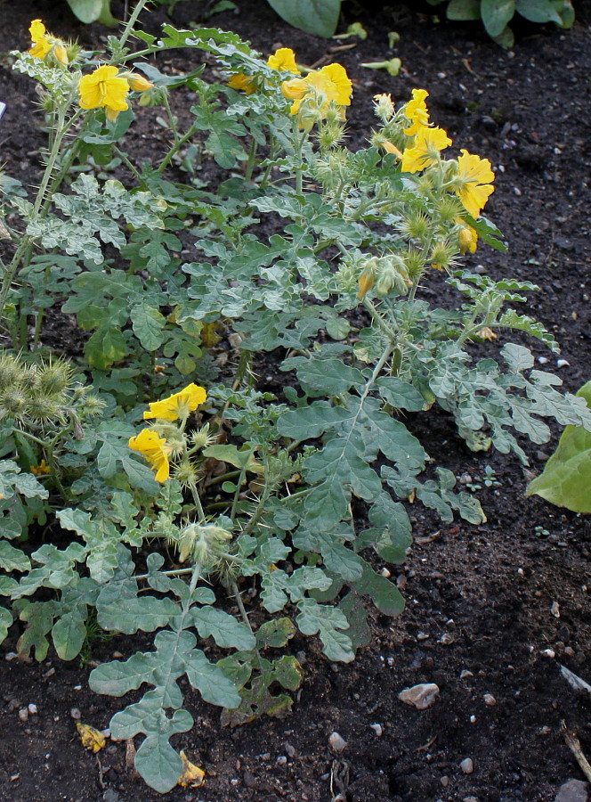 Изображение особи Solanum cornutum.