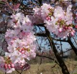 Cerasus sachalinensis. Соцветия ('Accolade') с фуражирующей пчелой. Германия, г. Дюссельдорф, Ботанический сад университета. 10.03.2014.