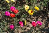 Portulaca grandiflora. Цветущие растения. Крым, Никитский ботанический сад, в культуре. 13.08.2007.