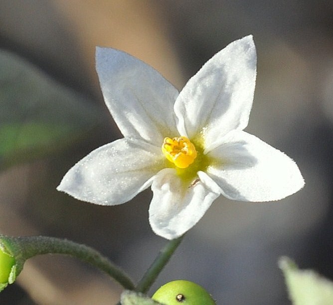 Изображение особи Solanum nigrum.