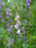 Campanula rapunculoides