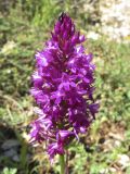 Anacamptis pyramidalis