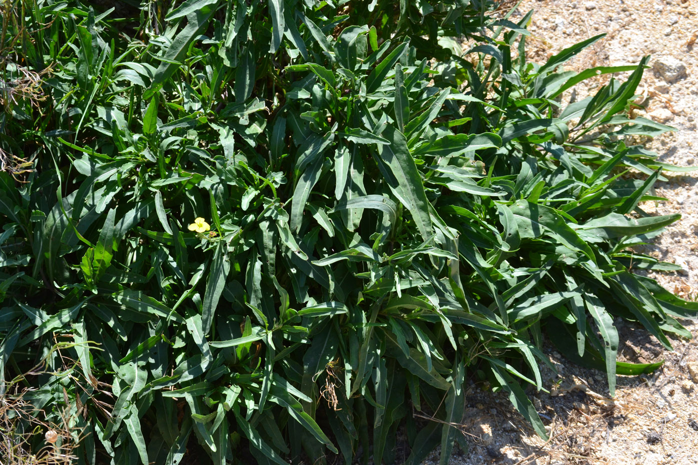 Изображение особи Diplotaxis tenuifolia.