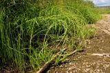 Scirpus radicans