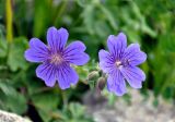 Geranium gymnocaulon. Цветки и бутоны. Северная Осетия, Ирафский р-н, долина р. Гебидон, ≈ 2300 м н.у.м., каменистый склон. 07.07.2016.