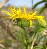 Inula britannica. Соцветие. Краснодарский край, г. Усть-Лабинск, склон правого берега Кубани. 02.10.2016.