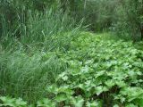 Petasites frigidus. Вегетирующие растения в сообществе с Typha и Carex, среди зарослей Salix и Betula на болоте. Иркутская обл., Ангарский р-н, окр. дер. Зуй, долина р. Ангара. 13.07.2016.