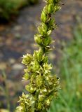 Veratrum oxysepalum