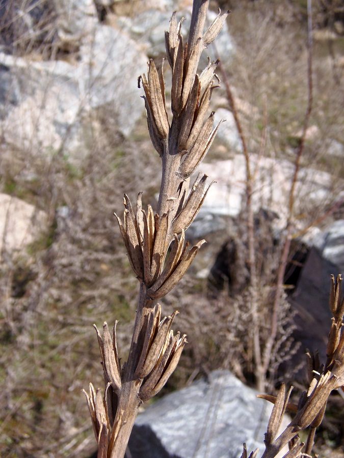 Изображение особи Oenothera rubricaulis.