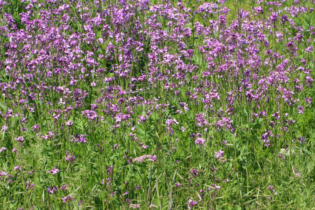 Изображение особи Hesperis matronalis.