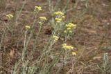 Helichrysum arenarium. Цветущие растения. Ростовская обл., Цимлянский р-н, пос. Дубравный, сосняк на песке. 15.06.2015.