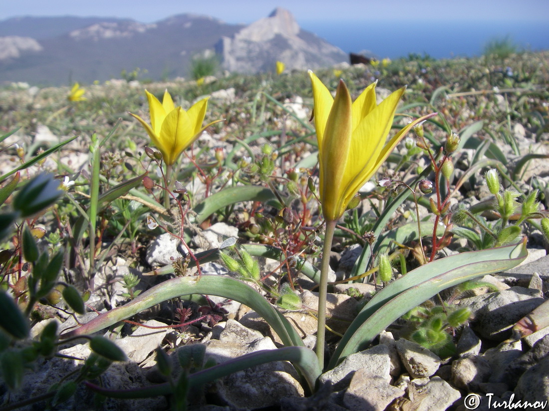 Изображение особи Tulipa sylvestris.