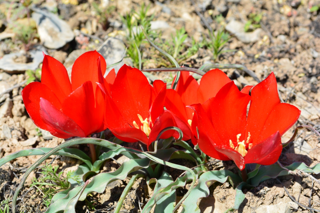 Изображение особи Tulipa wilsoniana.