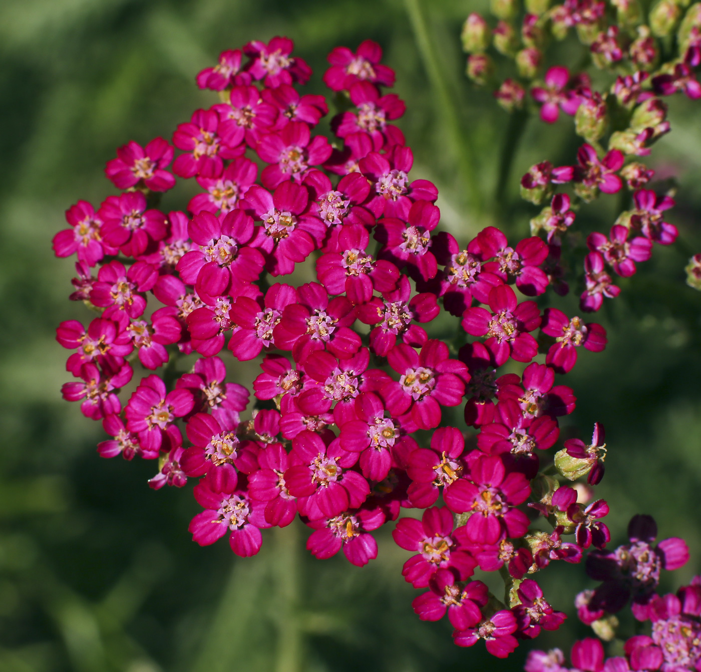 Изображение особи Achillea millefolium.