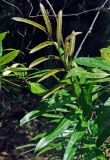 Acrostichum speciosum. Верхушка спороносной вайи. Малайзия, о-в Калимантан, национальный парк Бако, мангровый лес. 09.05.2017.