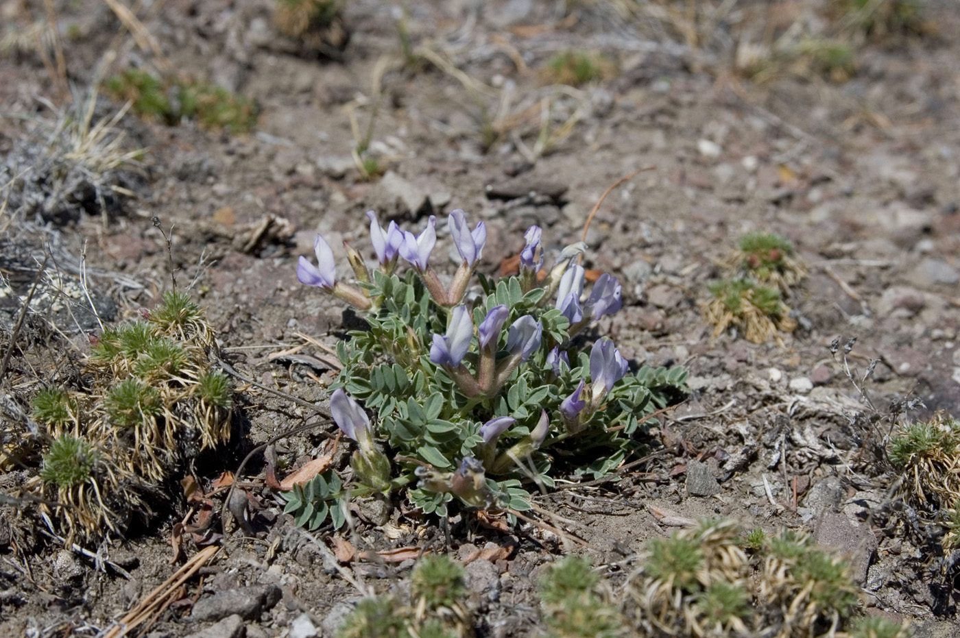 Изображение особи Oxytropis mixotriche.