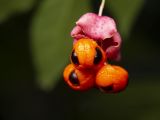 Euonymus verrucosus