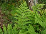 Athyrium filix-femina