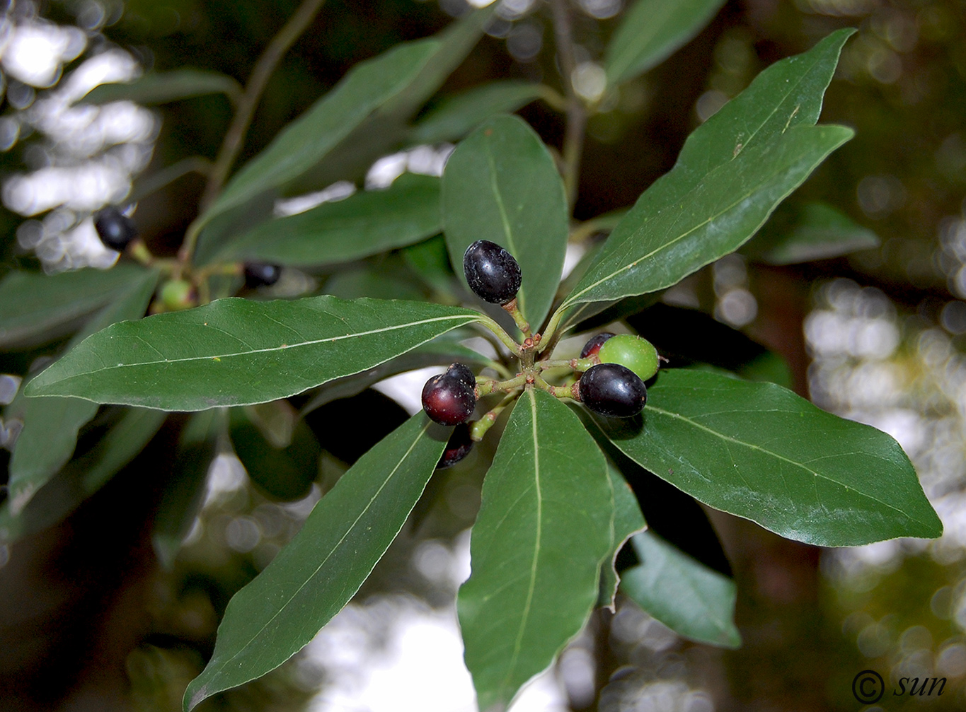 Изображение особи Laurus nobilis.