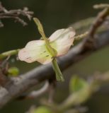 Combretum microphyllum. Плод. Израиль, Шарон, пос. Кфар Монаш, ботанический сад \"Хават Ганой\". 27.05.2018.