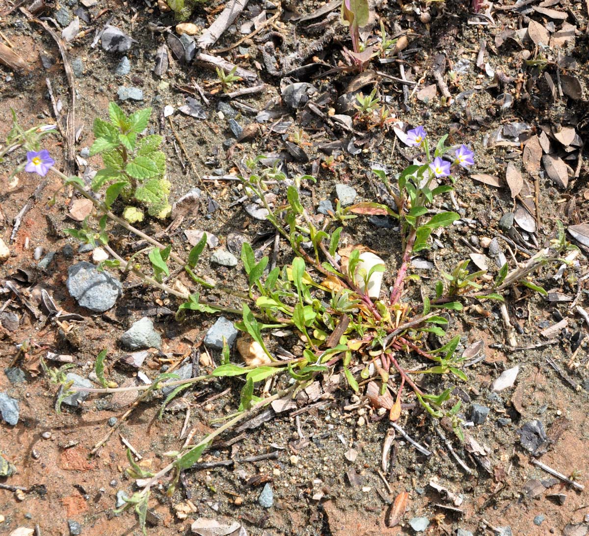 Изображение особи Convolvulus siculus.