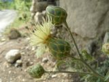 Centaurea salonitana