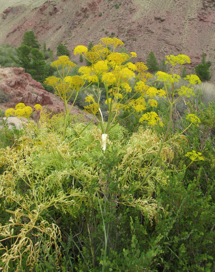 Изображение особи Ferula songarica.