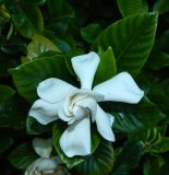 Gardenia jasminoides. Цветок с трипсами и верхушки листьев. Краснодарский край, городской округ Сочи, Сочи-Центр, Сочинский дендрарий, в культуре. Июль 2020 г.