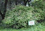 Hydrangea subspecies serrata