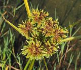 Cyperus eragrostis