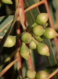 Eucalyptus camaldulensis